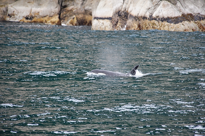 Alaska Wildlife-64.JPG